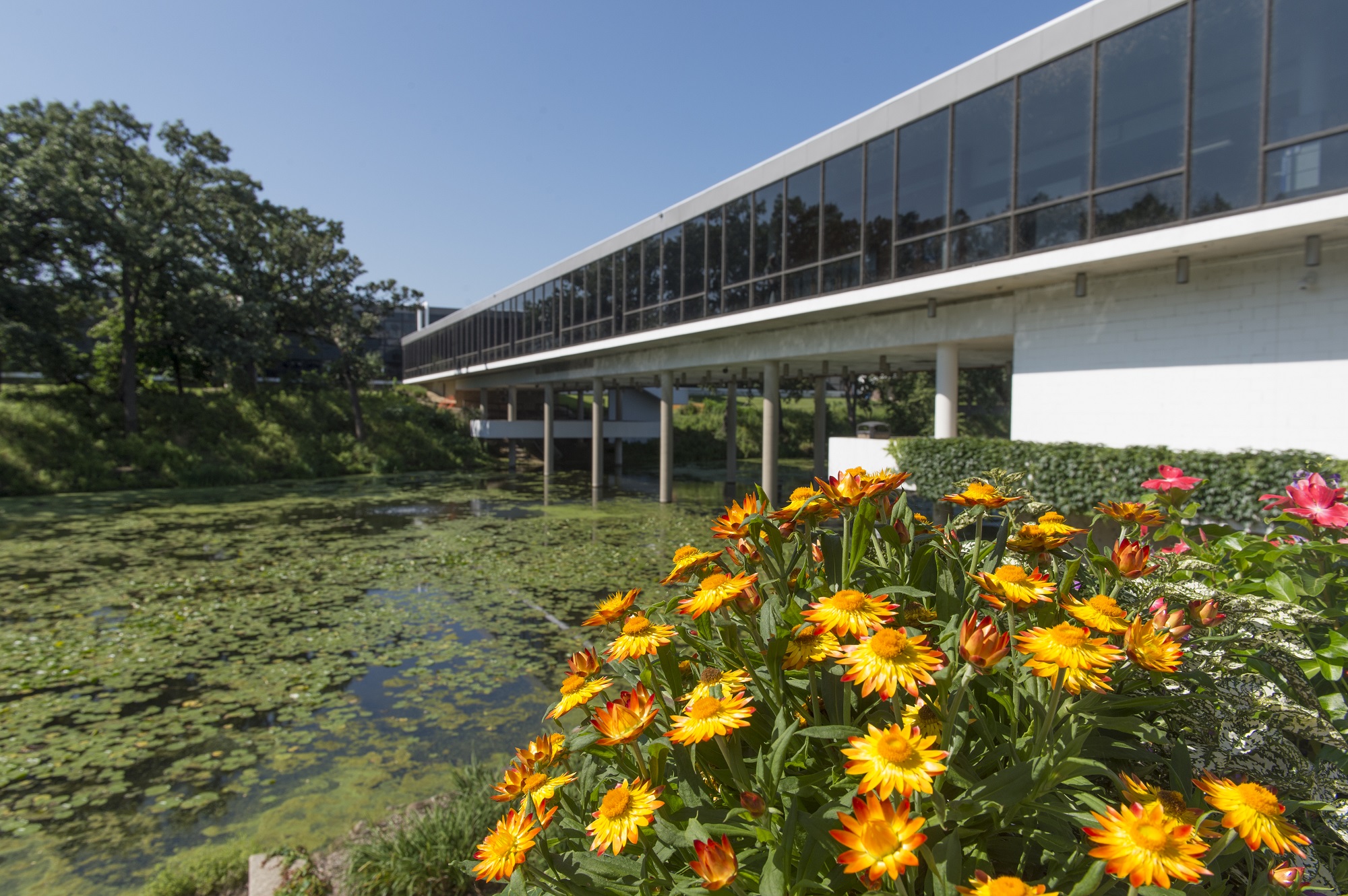 Bridge flowers