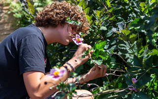 person looks at flower