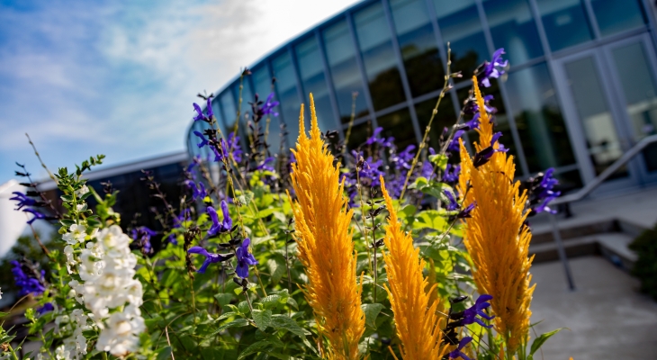 potted flowers/plants outdoors