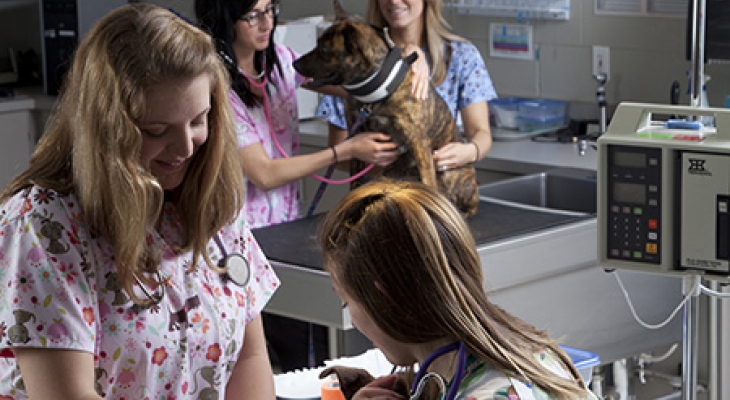Vet tech